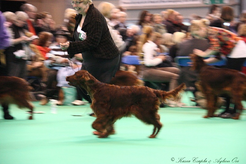 Crufts2011_2 004.jpg